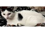 Crumbles, American Shorthair For Adoption In Grayslake, Illinois