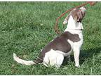 Francesco (photos 9/16/2024), American Pit Bull Terrier For Adoption In