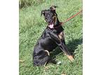 Lynn, Doberman Pinscher For Adoption In Marietta, Ohio