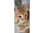 Toothless, Domestic Shorthair For Adoption In Weatherford, Texas
