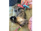 Gigabyte, Domestic Shorthair For Adoption In Kalamazoo, Michigan