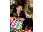 Pandora And Millie, American Shorthair For Adoption In Nolensville, Tennessee