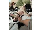 Leia, American Pit Bull Terrier For Adoption In Taylors, South Carolina