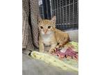 Dorito, Domestic Shorthair For Adoption In Ocala, Florida