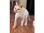 Marty (little Old Man), Domestic Mediumhair For Adoption In Spring Grove