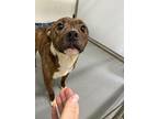 Ernest (ivan), Dachshund For Adoption In Lowville, New York