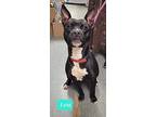 Leia, American Pit Bull Terrier For Adoption In Richmond, Indiana