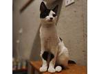 Sylvester, Domestic Shorthair For Adoption In Okemah, Oklahoma
