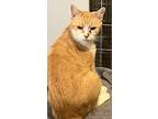 Alana, Domestic Shorthair For Adoption In Bolton, Connecticut