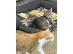 Destiny, Domestic Shorthair For Adoption In Bolton, Connecticut