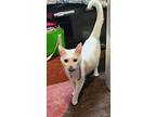 Little Bit, Domestic Shorthair For Adoption In Morehead, Kentucky