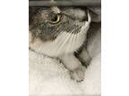Sabrina, Domestic Shorthair For Adoption In Marne, Michigan