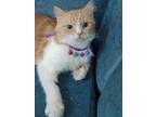 Kitty, Persian For Adoption In Manchester, New Hampshire