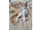 Buttercup, American Shorthair For Adoption In North Hollywood, California