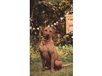 Bruno, Labrador Retriever For Adoption In Quincy, Illinois