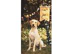 Nova, Labrador Retriever For Adoption In Quincy, Illinois