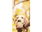 Logic, Labrador Retriever For Adoption In Quincy, Illinois
