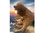 Puppies, Golden Retriever For Adoption In Valley Cottage, New York