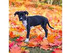 Breezie, Terrier (unknown Type, Medium) For Adoption In Virginia Beach, Virginia