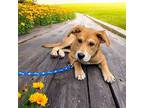 Benjamin, Labrador Retriever For Adoption In Virginia Beach, Virginia