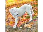 Olaf, Labrador Retriever For Adoption In Virginia Beach, Virginia