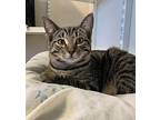 Buck, Domestic Shorthair For Adoption In Fremont, Ohio