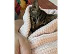 Ziggy, Tabby For Adoption In Greenville, North Carolina