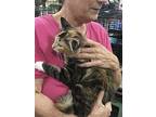 Peach Bonded, Domestic Mediumhair For Adoption In Macedonia, Ohio