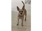 Corvette, Terrier (unknown Type, Small) For Adoption In Thousand Oaks