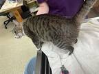 Stella, Domestic Shorthair For Adoption In Mobile, Alabama