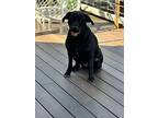 Kali, Labrador Retriever For Adoption In Kempner, Texas