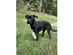 Pressley, Labrador Retriever For Adoption In Marion, North Carolina