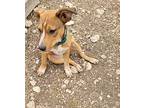 Patch, Labrador Retriever For Adoption In Kempner, Texas