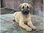 Banjo, Golden Retriever For Adoption In San Antonio, Texas