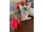 Tabby, Domestic Shorthair For Adoption In Richmond, Texas