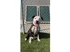 Molly, American Pit Bull Terrier For Adoption In Boonville, Missouri