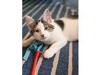 Noa *felv+, Domestic Longhair For Adoption In Mullica Hill, New Jersey