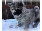Chow Chow PUPPY FOR SALE ADN-830202 - Merle Chow Chow Puppy needs your loving