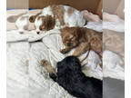 Cavalier King Charles Spaniel PUPPY FOR SALE ADN-830165 - AKC and OFA Cavalier