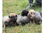 Cane Corso PUPPY FOR SALE ADN-830113 - Theo x Nova