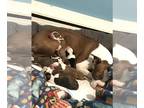 Boston Terrier PUPPY FOR SALE ADN-830262 - Boston Terrier Puppies