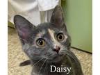 Adopt Daisy a Calico or Dilute Calico Domestic Shorthair (short coat) cat in