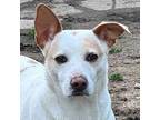 Lucinda, Terrier (unknown Type, Medium) For Adoption In Locust Fork, Alabama