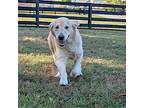 Fancy, Golden Retriever For Adoption In Louisville, Kentucky