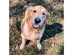 Massey, Golden Retriever For Adoption In Louisville, Kentucky