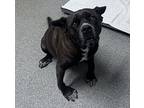 Delilah, American Pit Bull Terrier For Adoption In Escondido, California