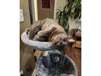 Jasper, Domestic Mediumhair For Adoption In Fayetteville, Arkansas
