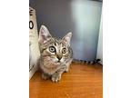 Jill Munroe, Domestic Shorthair For Adoption In Steinbach, Manitoba
