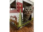 Domino, Domestic Shorthair For Adoption In New Orleans, Louisiana