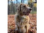 Stormy, Golden Retriever For Adoption In Minnetonka, Minnesota